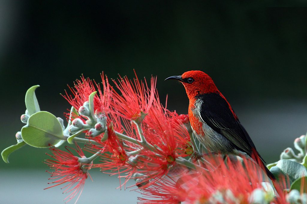 Close-up of a Scarlet Honeyeater perched on vibrant red flowers, showcasing nature's vivid colors.